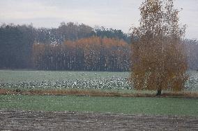 Fields In Malopolska