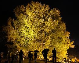 Giant ginkgo tree in northeastern Japan