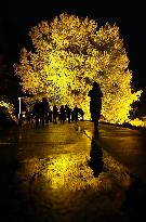 Giant ginkgo tree in northeastern Japan