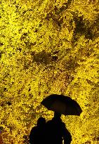 Giant ginkgo tree in northeastern Japan