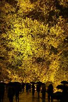 Giant ginkgo tree in northeastern Japan