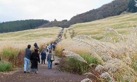 Pampas grass fields in Hakone