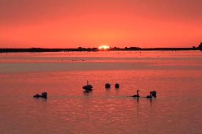 Whooper Swan