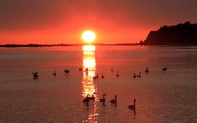 Whooper Swan