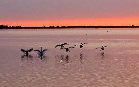 Whooper Swan