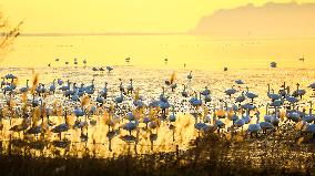 Whooper Swan