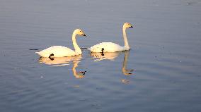 Whooper Swan