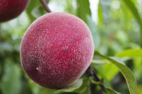 Rich May Peach On Tree Near Ripeness