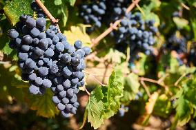 Cluster Of Uva Di Troia Grapes Near Ripeness On The Vine