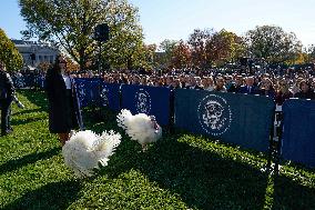 Biden Pardons the Thanksgiving Turkey - Washington