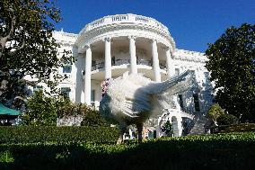 Biden Pardons the Thanksgiving Turkey - Washington