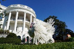 Biden Pardons the Thanksgiving Turkey - Washington