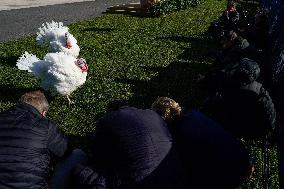 Biden Pardons the Thanksgiving Turkey - Washington
