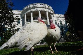 Biden Pardons the Thanksgiving Turkey - Washington