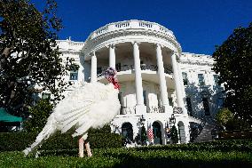 Biden Pardons the Thanksgiving Turkey - Washington