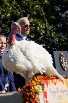 Biden Pardons the Thanksgiving Turkey - Washington