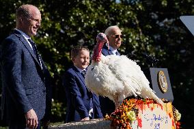 Biden Pardons the Thanksgiving Turkey - Washington