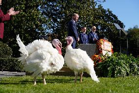 Biden Pardons the Thanksgiving Turkey - Washington