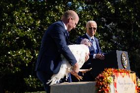 Biden Pardons the Thanksgiving Turkey - Washington