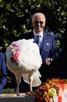 Biden Pardons the Thanksgiving Turkey - Washington