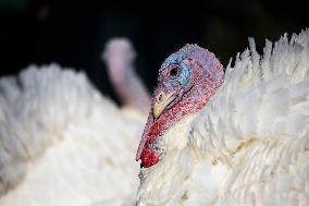 Biden Pardons the Thanksgiving Turkey - Washington