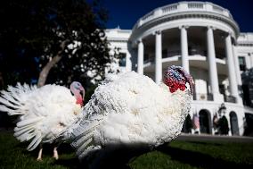 Biden Pardons the Thanksgiving Turkey - Washington