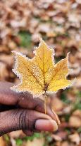 First Frost Of The Season In Toronto, Canada