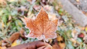 First Frost Of The Season In Toronto, Canada