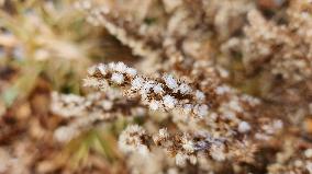 First Frost Of The Season In Toronto, Canada