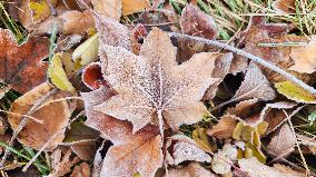 First Frost Of The Season In Toronto, Canada