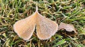 First Frost Of The Season In Toronto, Canada