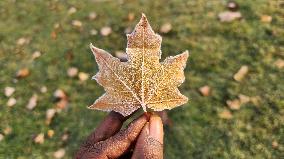 First Frost Of The Season In Toronto, Canada