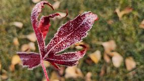 First Frost Of The Season In Toronto, Canada