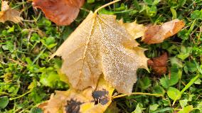 First Frost Of The Season In Toronto, Canada