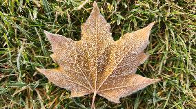 First Frost Of The Season In Toronto, Canada