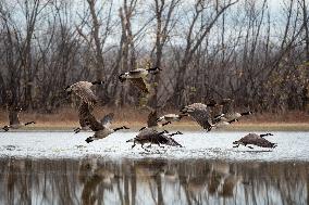 Polution And Canada Geese At The Oxbow Nature Conservancy