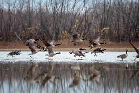 Polution And Canada Geese At The Oxbow Nature Conservancy