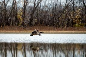 Polution And Canada Geese At The Oxbow Nature Conservancy