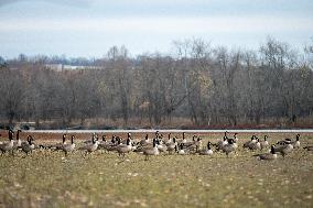 Polution And Canada Geese At The Oxbow Nature Conservancy