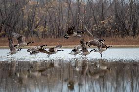 Polution And Canada Geese At The Oxbow Nature Conservancy