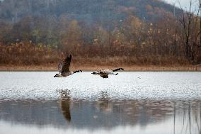 Polution And Canada Geese At The Oxbow Nature Conservancy