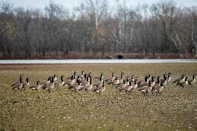 Polution And Canada Geese At The Oxbow Nature Conservancy