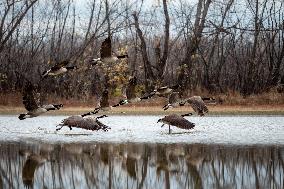 Polution And Canada Geese At The Oxbow Nature Conservancy