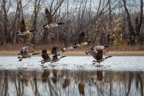 Polution And Canada Geese At The Oxbow Nature Conservancy