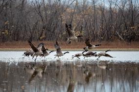 Polution And Canada Geese At The Oxbow Nature Conservancy