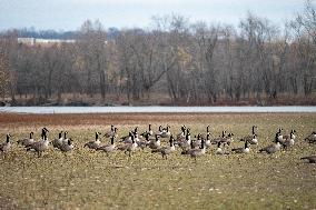 Polution And Canada Geese At The Oxbow Nature Conservancy