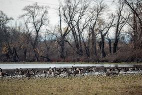 Polution And Canada Geese At The Oxbow Nature Conservancy