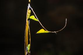 Eurema Hecabe - Common Grass Yellow Butterfly - Animal India