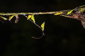 Eurema Hecabe - Common Grass Yellow Butterfly - Animal India