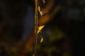 Eurema Hecabe - Common Grass Yellow Butterfly - Animal India